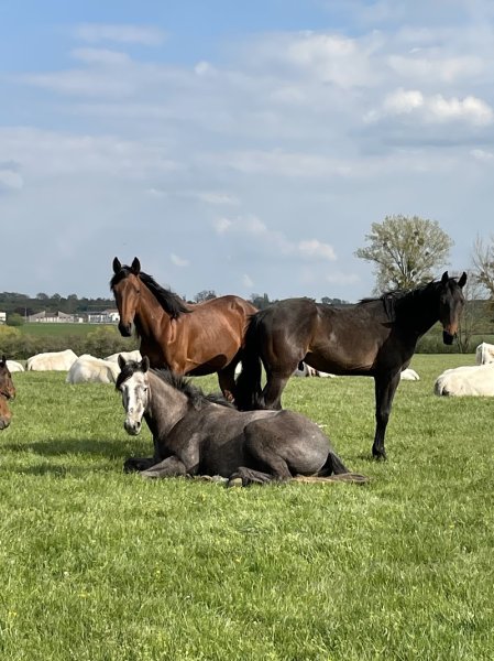 Elevage du Jardin - Chevaux de sport | Ecurie Hammeville
