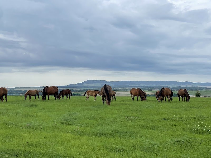 Elevage du Jardin - Chevaux de sport | Ecurie Hammeville - photo 2