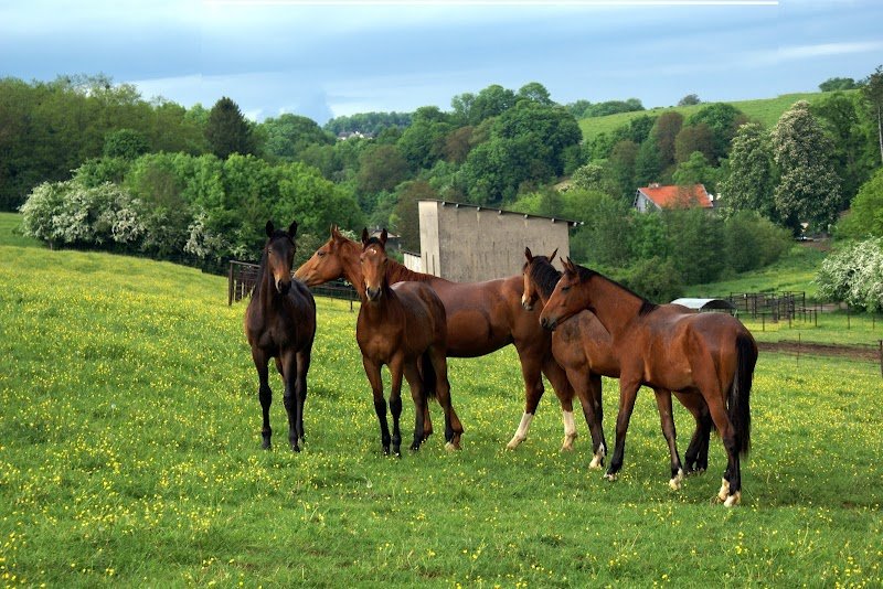 Elevage du Jardin - Chevaux de sport | Ecurie Hammeville - photo 3