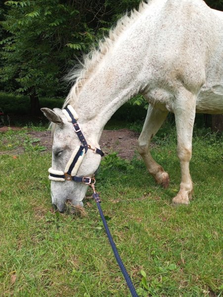 Au cheval d'Avril - photo 1