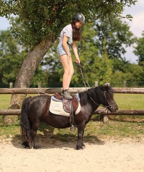 A CHEVAL 54 - photo 3