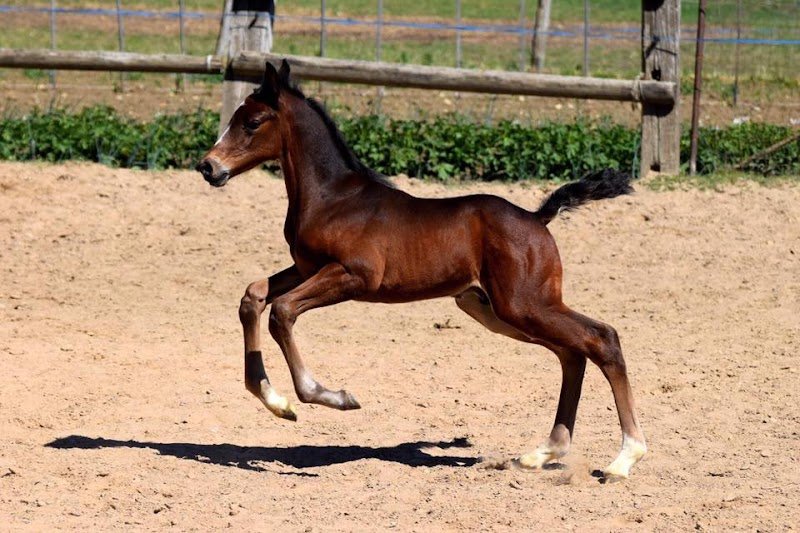 Elevage d'Atomic- vente de chevaux de sport