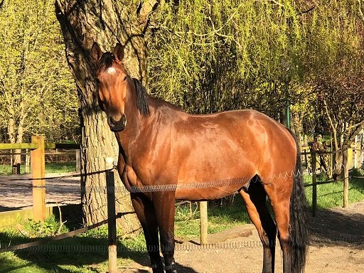 Elevage d'Atomic- vente de chevaux de sport - photo 2