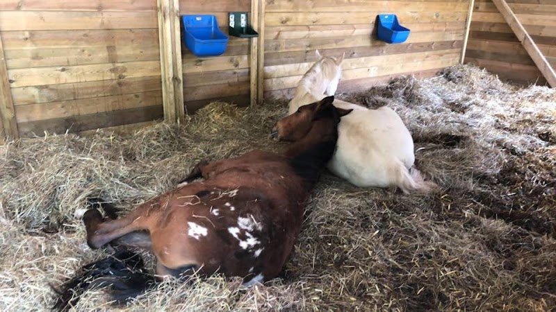 Elevage d'Atomic- vente de chevaux de sport - photo 3