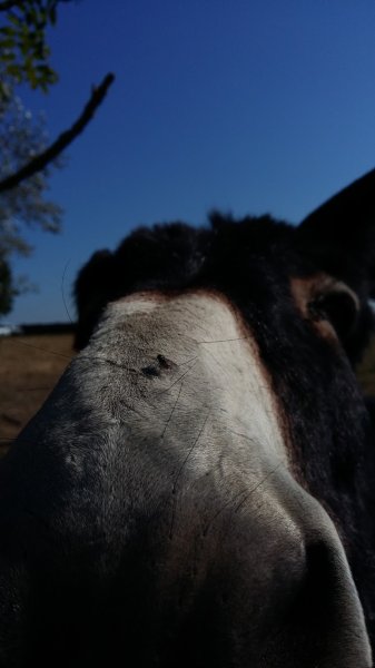 Ecurie Jean-Charles Grandmontagne