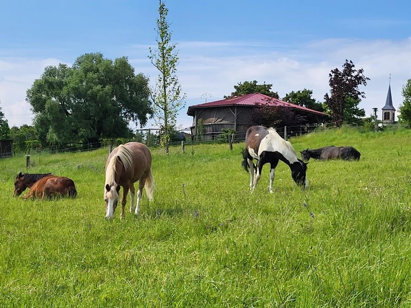 Écurie d'Apostrophe - photo 2