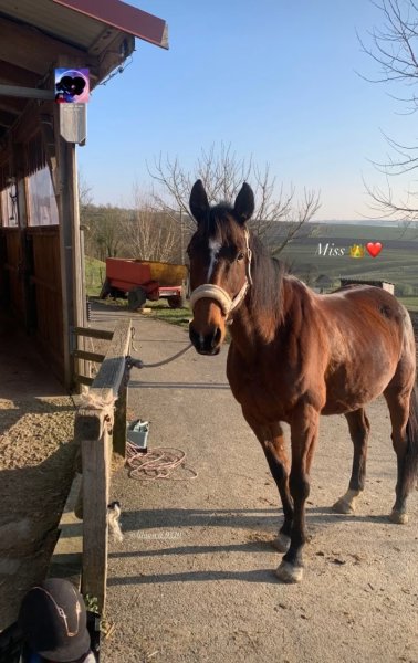 Écurie d'Apostrophe - photo 3