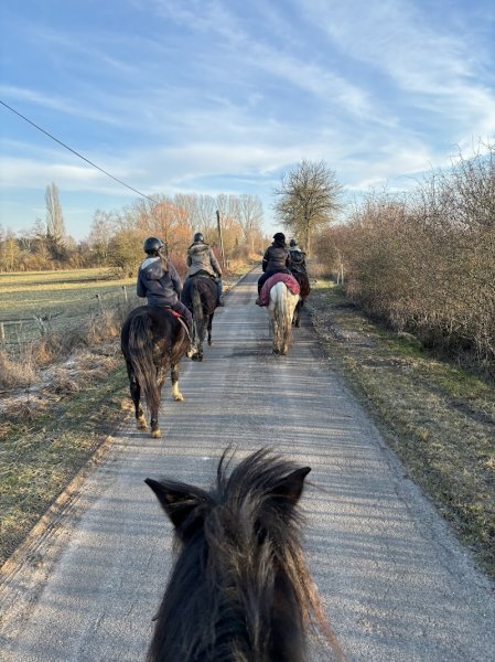 Le Haras de Diane - Centre équestre - photo 2