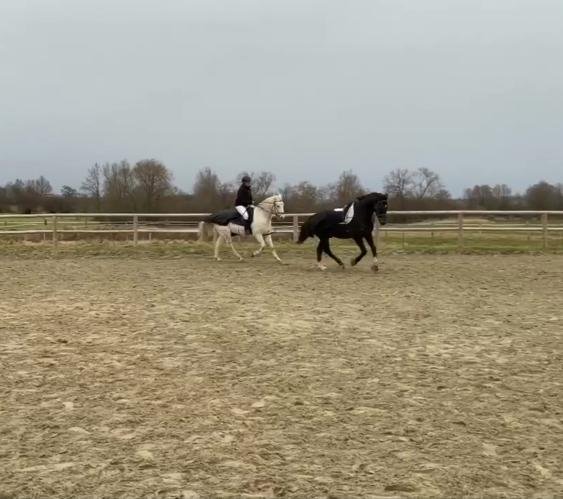 Le Haras de Diane - Centre équestre - photo 3