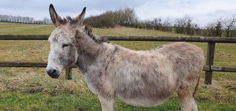 Haras de la Vannoue - photo 1