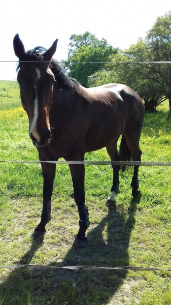 Les écuries du guerrier