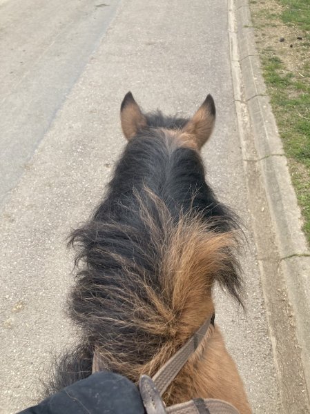 Ferme équestre du Moulin - photo 1