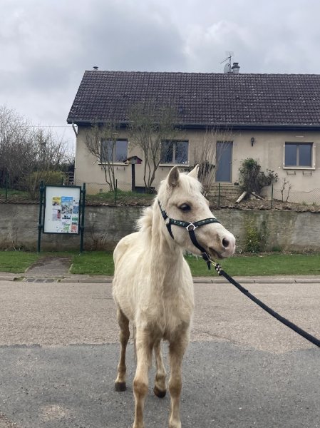 Ferme équestre du Moulin - photo 3