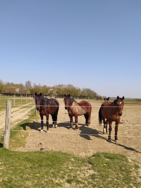 Les Ecuries du O'TAKEY - photo 2