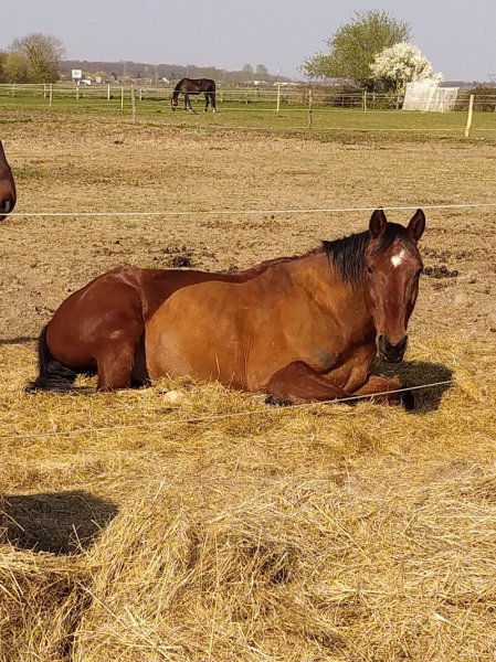 Les Ecuries du O'TAKEY - photo 3