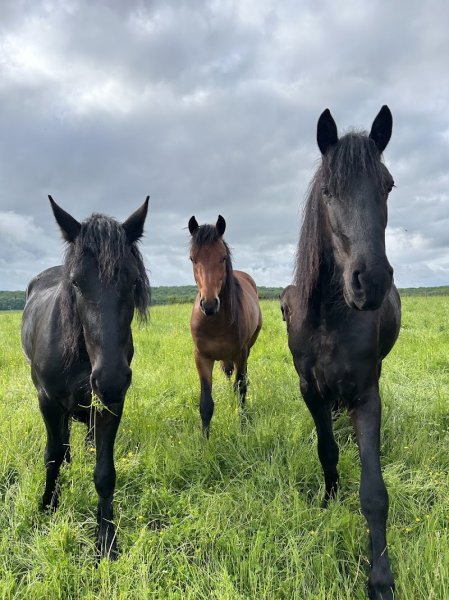 Écuries des Verts coteaux - photo 1