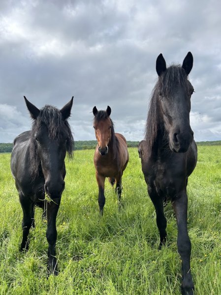 Écuries des Verts coteaux - photo 3