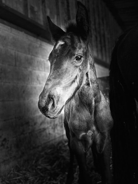 Écurie du Limbach - photo 2