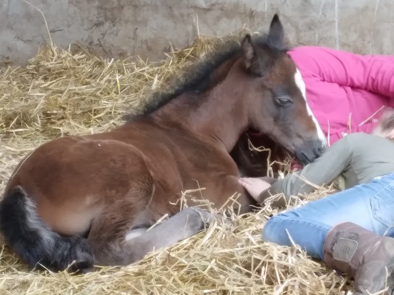 Écurie du Limbach - photo 3