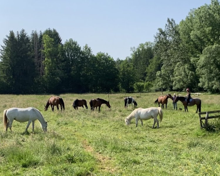 HARAS DU VAL DE GALILEE