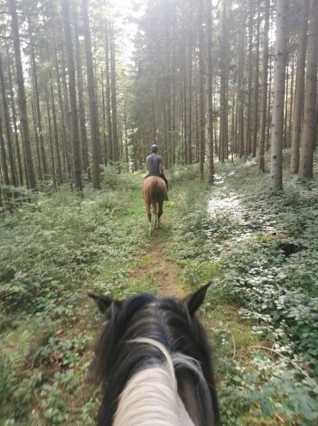 HARAS DU VAL DE GALILEE - photo 3