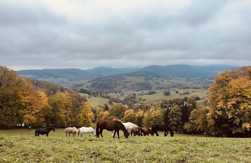 Pension équine - L’Écrin d’Ousia