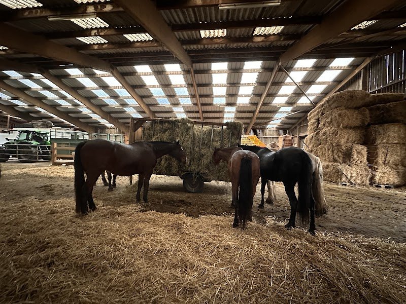 Pension équine - L’Écrin d’Ousia - photo 2