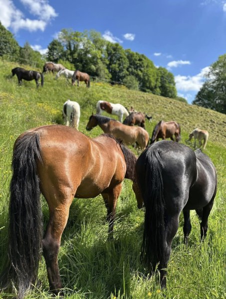 Pension équine - L’Écrin d’Ousia - photo 3
