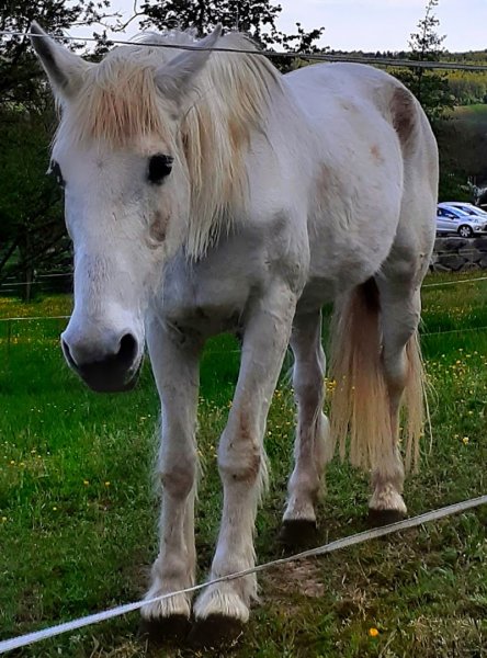 Centre Equestre de la Vallée de la Bruche - photo 1