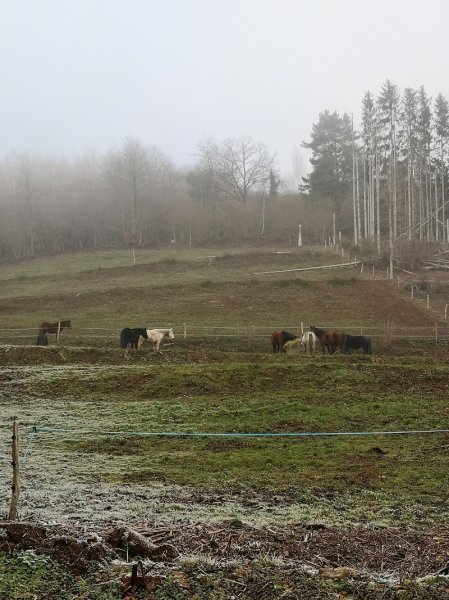 Centre Equestre de la Vallée de la Bruche - photo 2