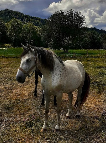Centre Equestre de la Vallée de la Bruche - photo 3