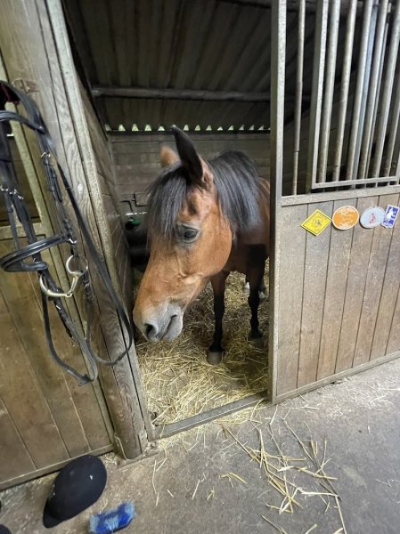 LES ÉCURIES DU CHAMP DU VENT - photo 2
