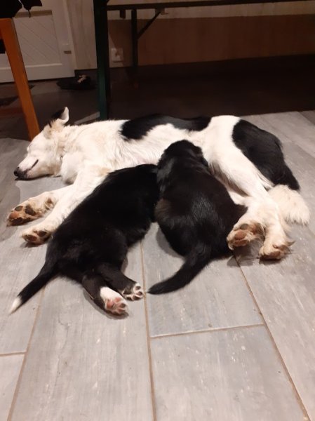 LES ÉCURIES DU CHAMP DU VENT - photo 3