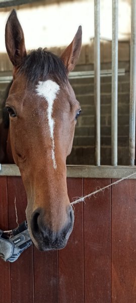 Les Ecuries de Frescaty - photo 3