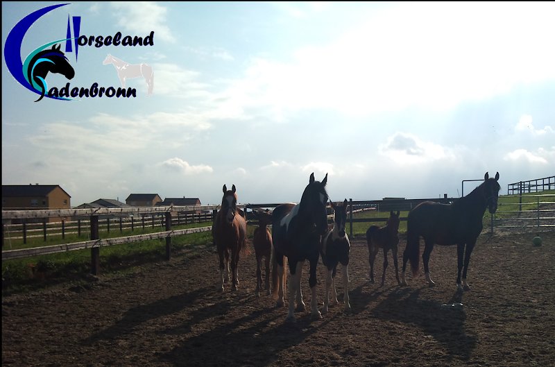 Horseland Cadenbronn