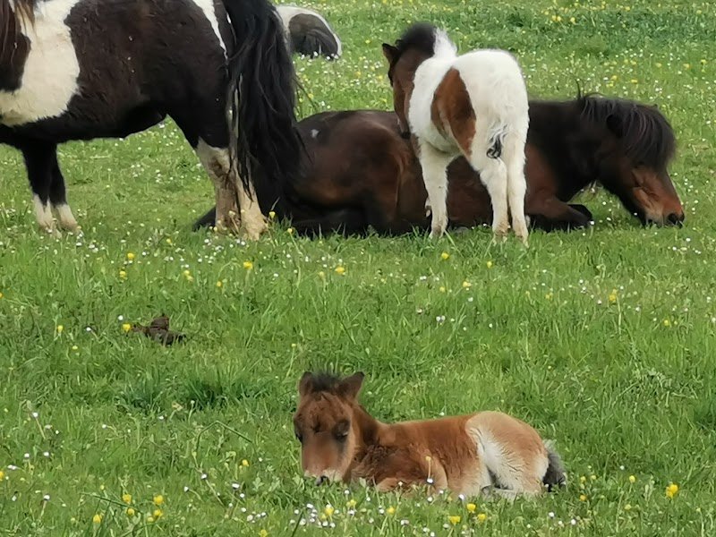 Horseland Cadenbronn - photo 3