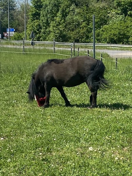 Poney Académie Audrey Houzelle - photo 2