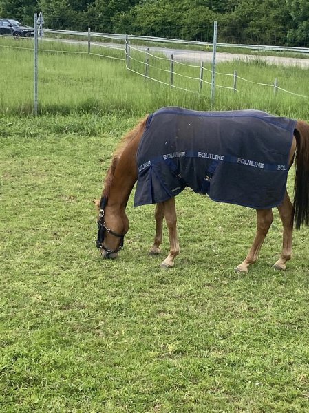 Poney Académie Audrey Houzelle - photo 3