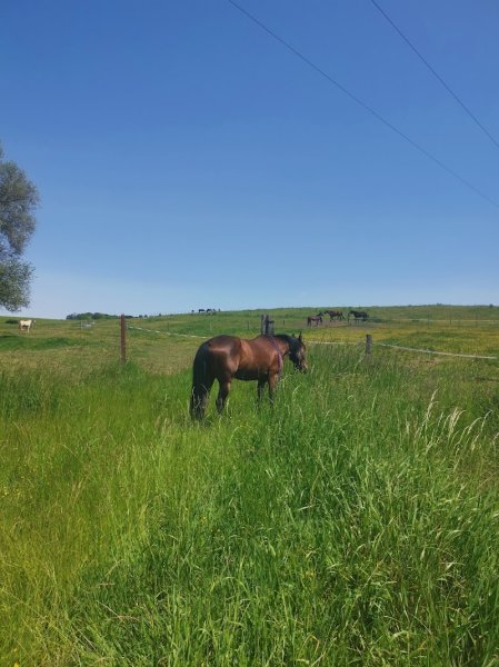 Haras du Moulin - photo 2