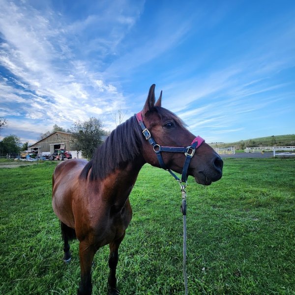 Haras du Moulin - photo 3