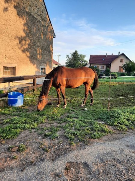 La petite écurie - photo 2