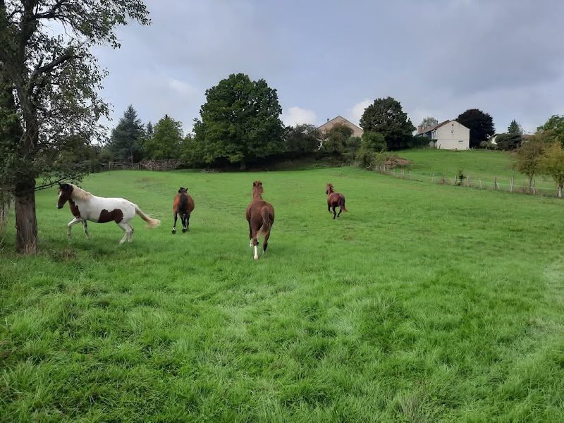 La petite écurie - photo 3