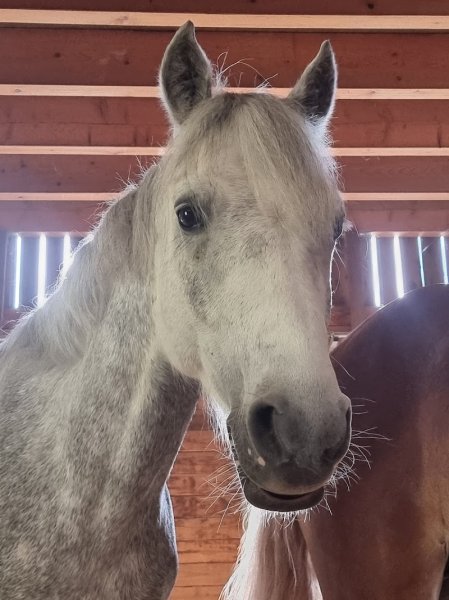 Centre équestre - photo 2