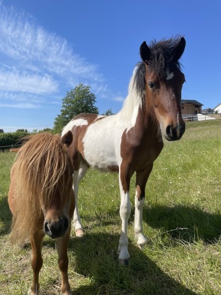 EARL LES ECURIES DE FERANGE - photo 1