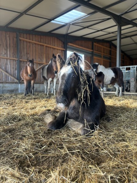 Earl Ecurie Du Scheidelsberg
