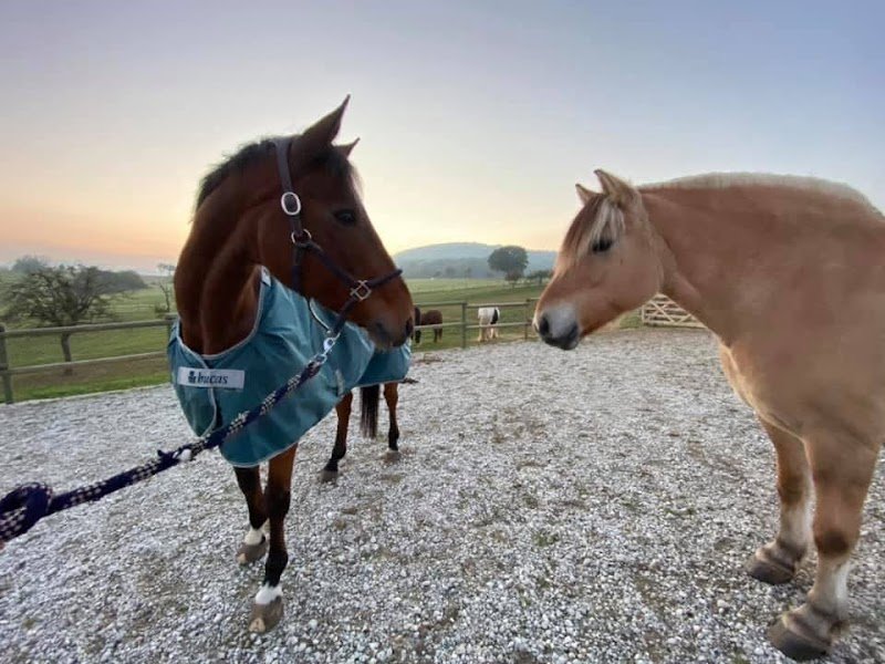 Earl Ecurie Du Scheidelsberg - photo 2