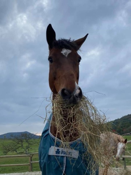 Earl Ecurie Du Scheidelsberg - photo 3