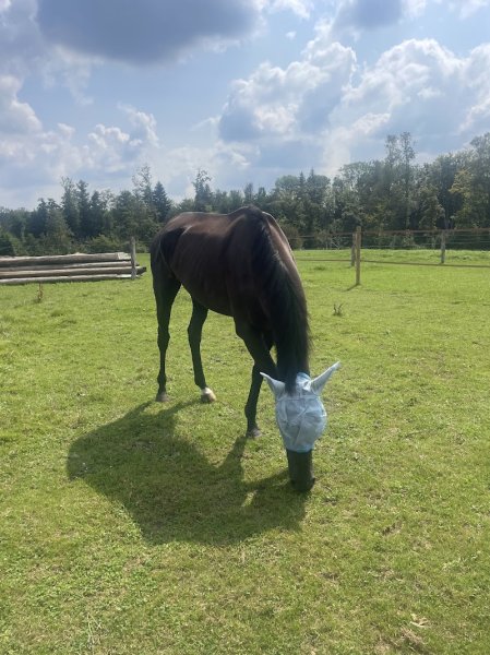 Ecurie Du Winkelbach - photo 2