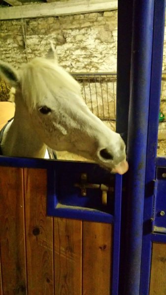 Poney Club Domaine de Romazières - photo 3