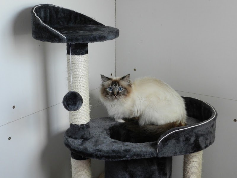 Pension Feline De Lorraine - photo 2